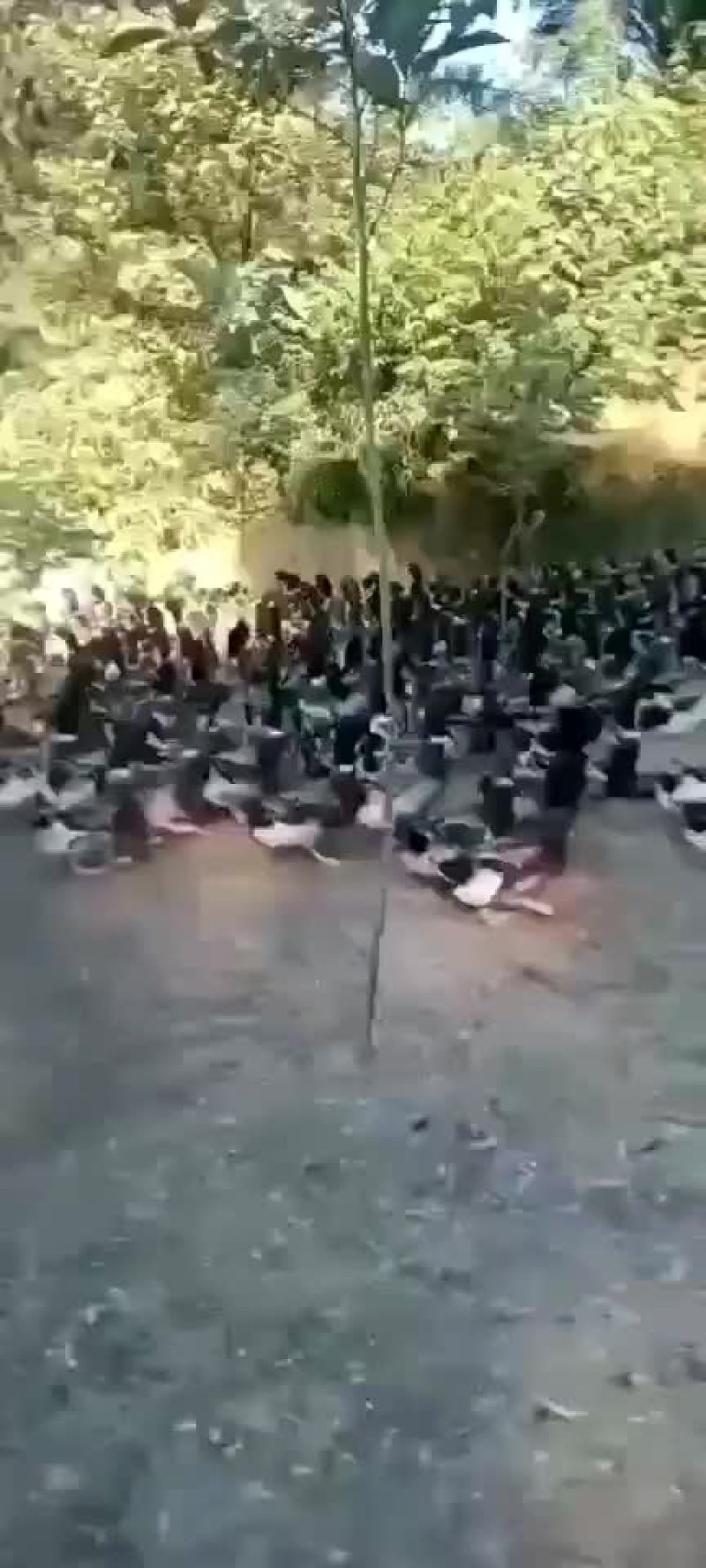 场地一手货源麻鸭青头