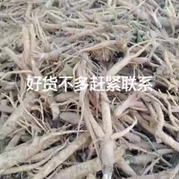 北沙参