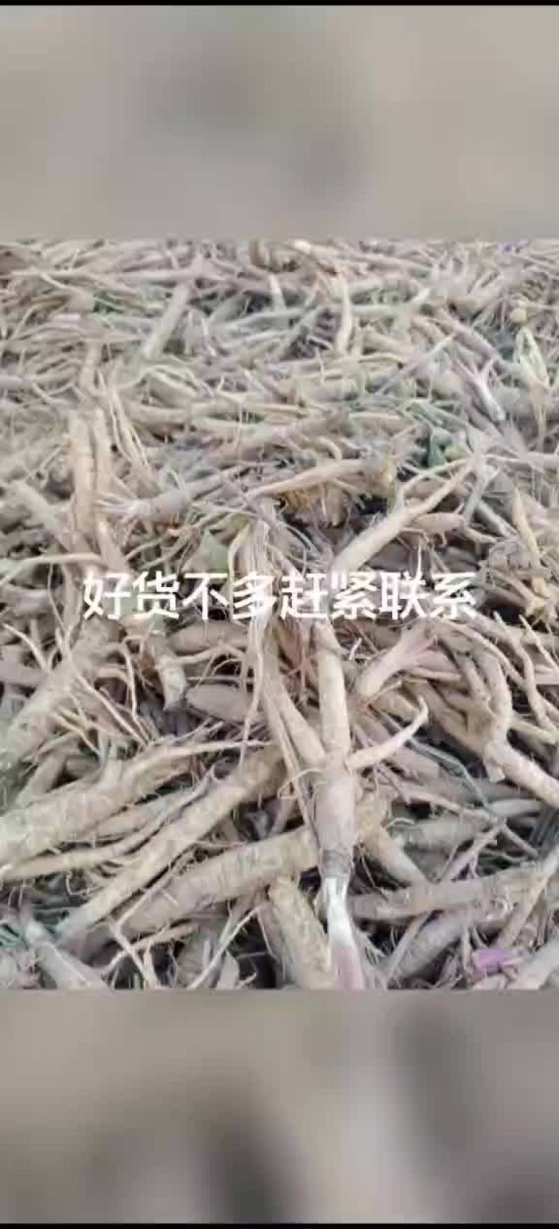 北沙参