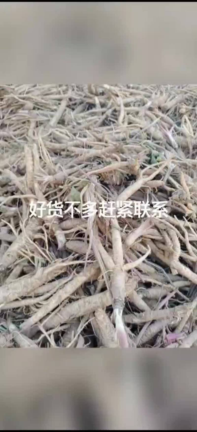 北沙参