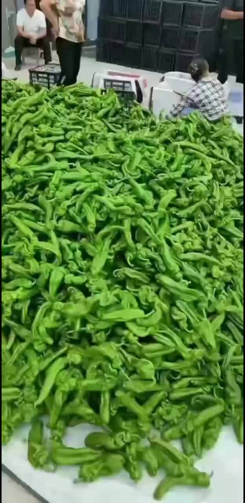 辣椒