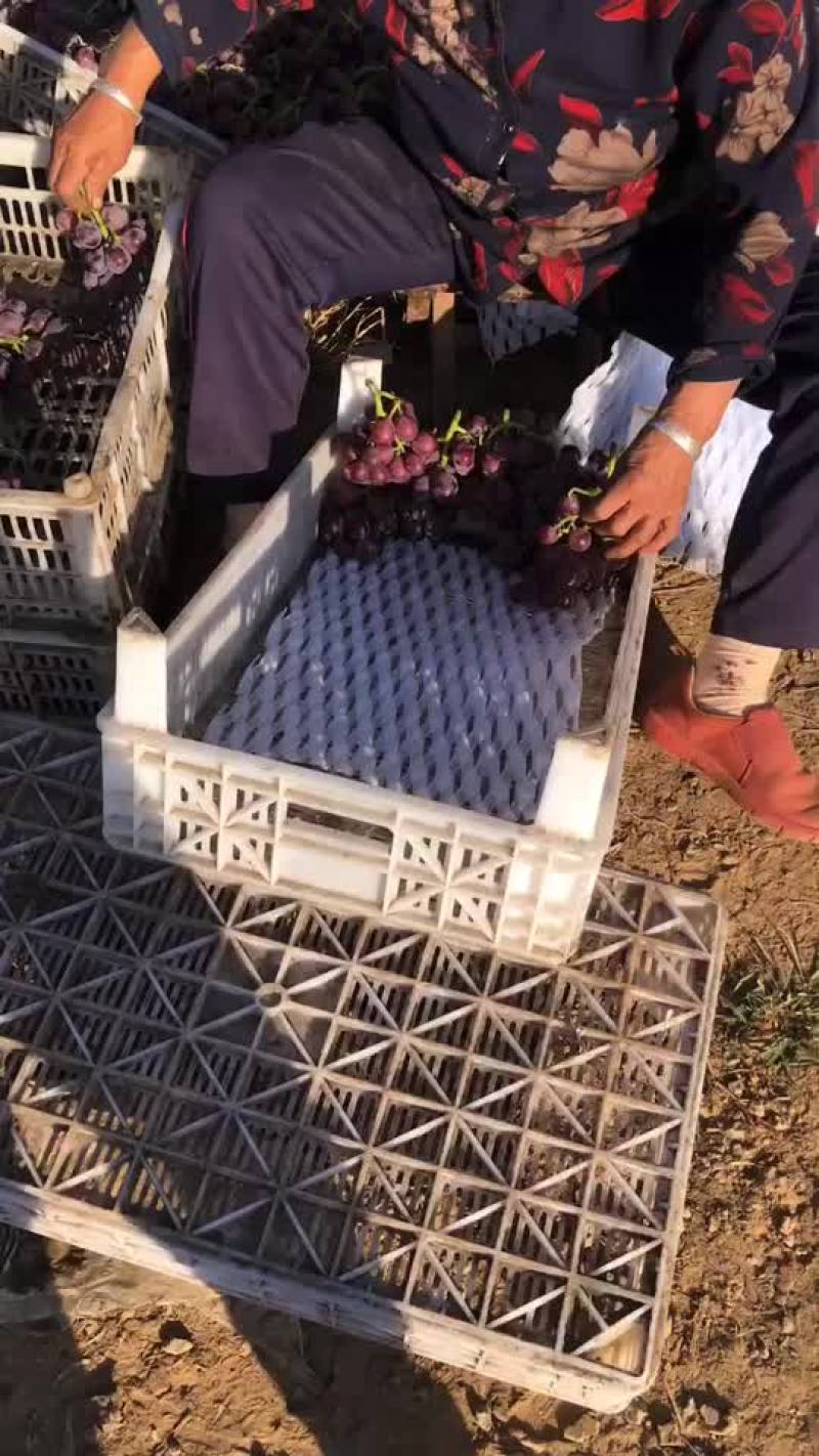 巨峰卖货中需要的老板可以联系