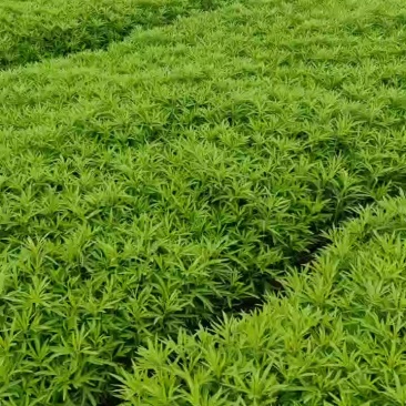 精不精品