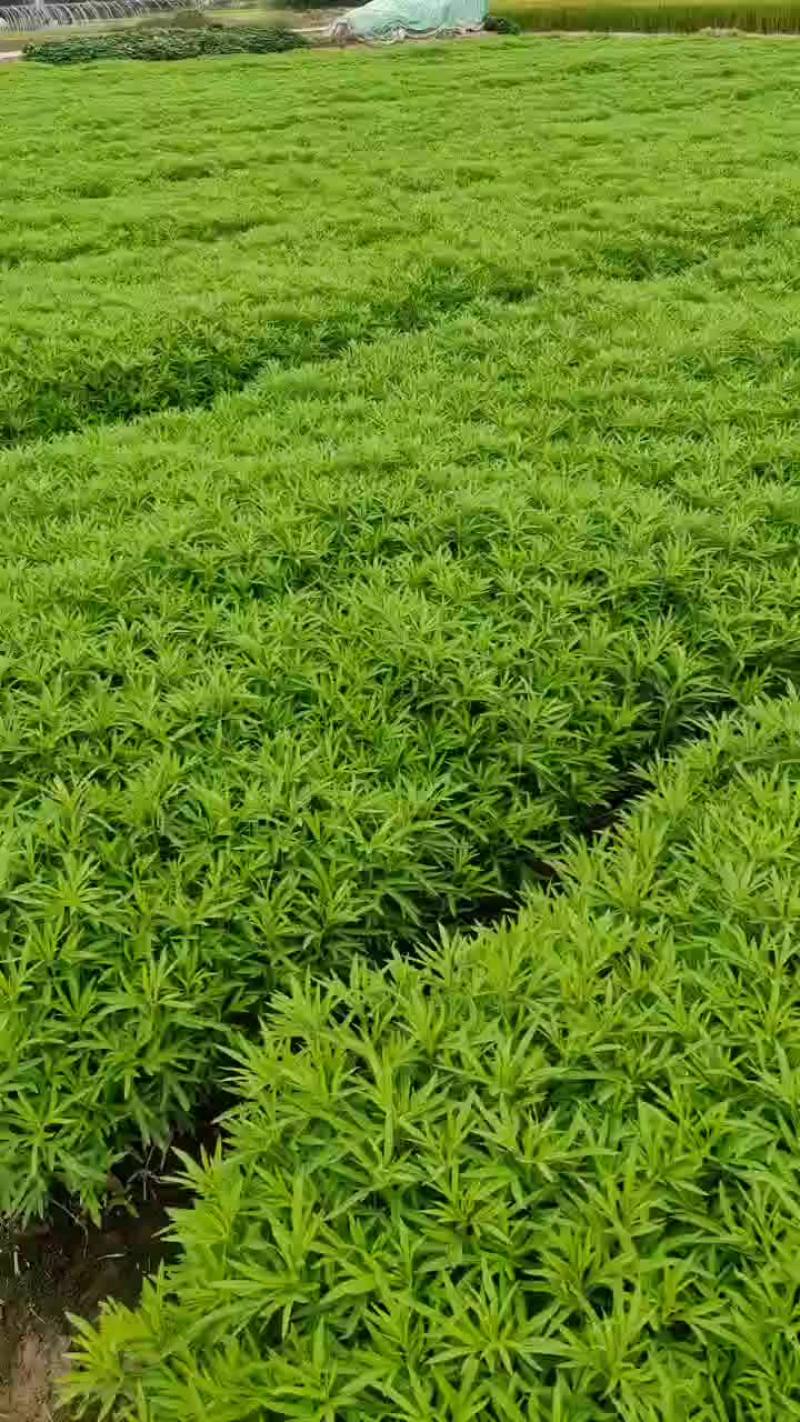 精不精品