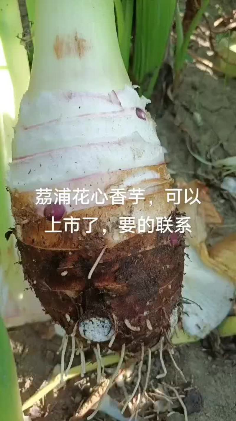 茘浦香芋