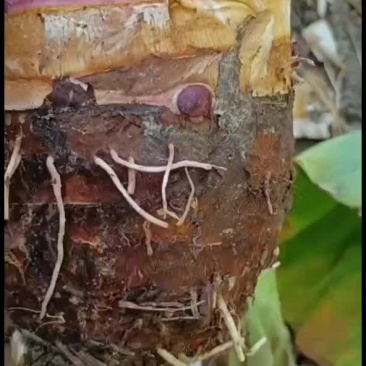 茘浦香芋