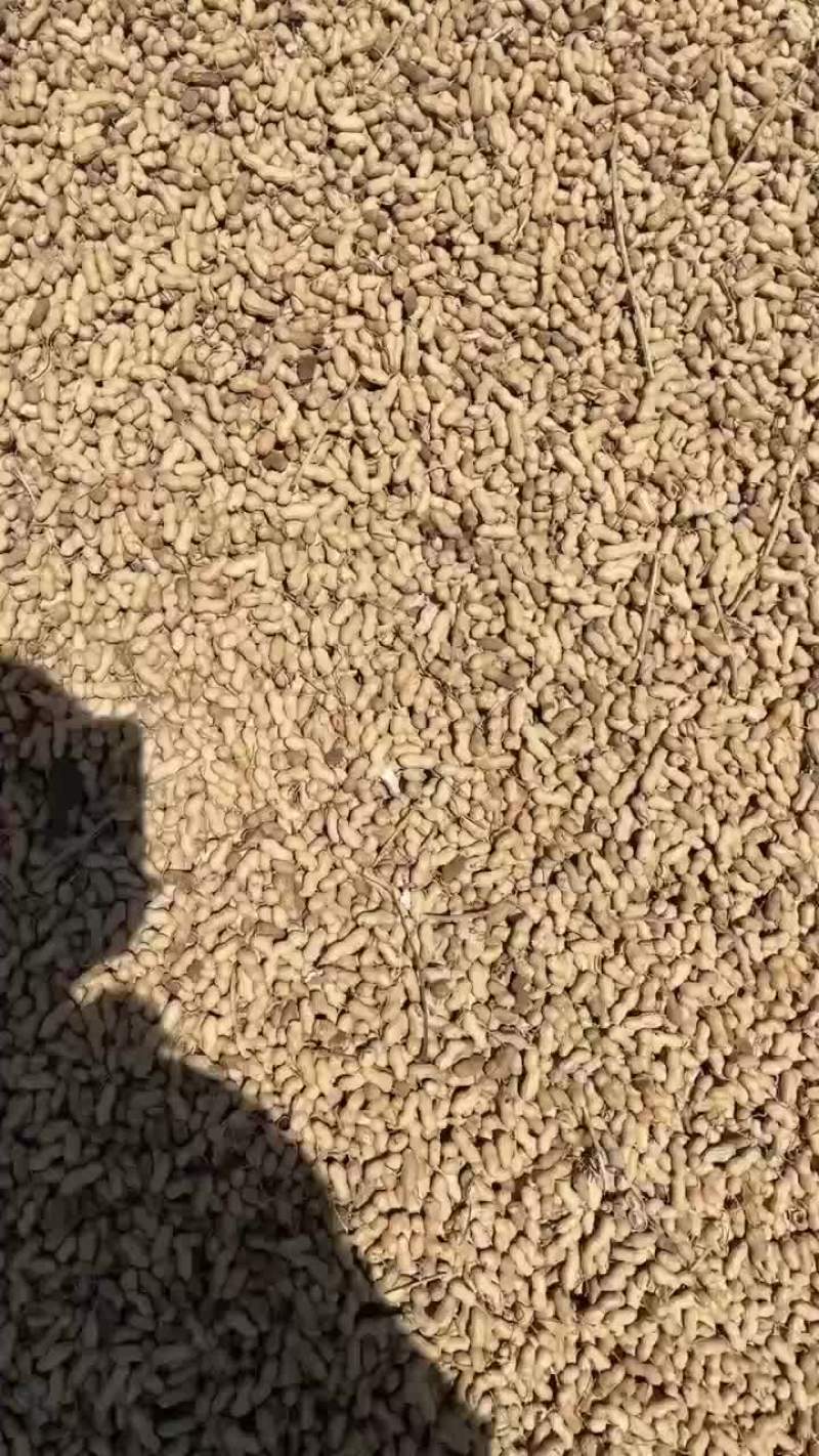 花生米，花生果