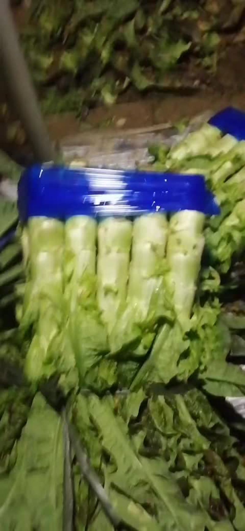 甲天下