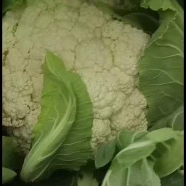 小米散花