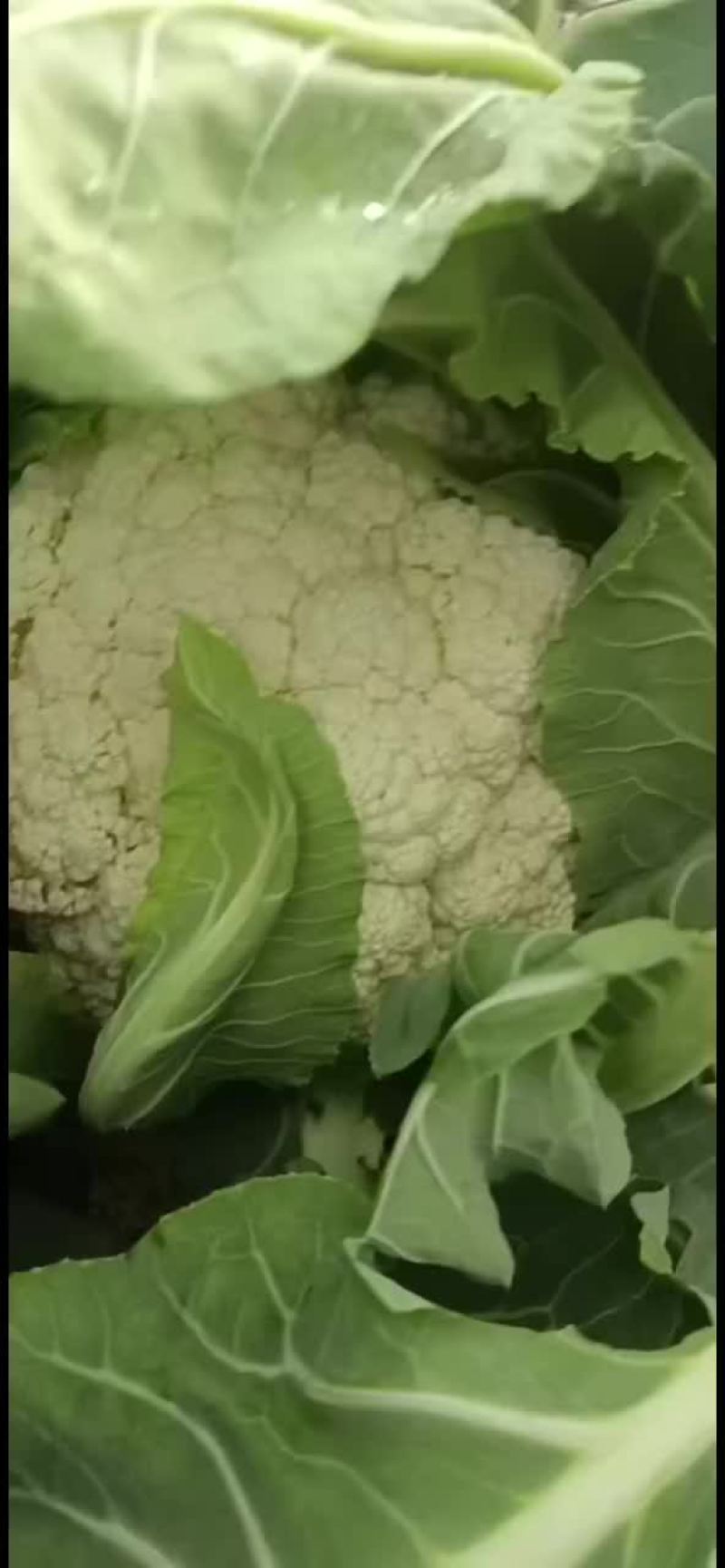 小米散花