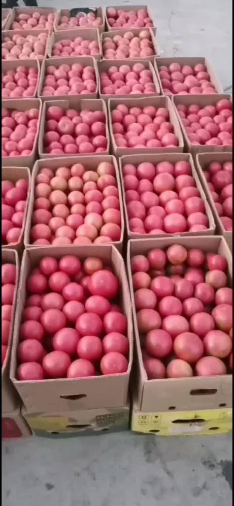 313西红柿好货不贵，需要的老板联系，