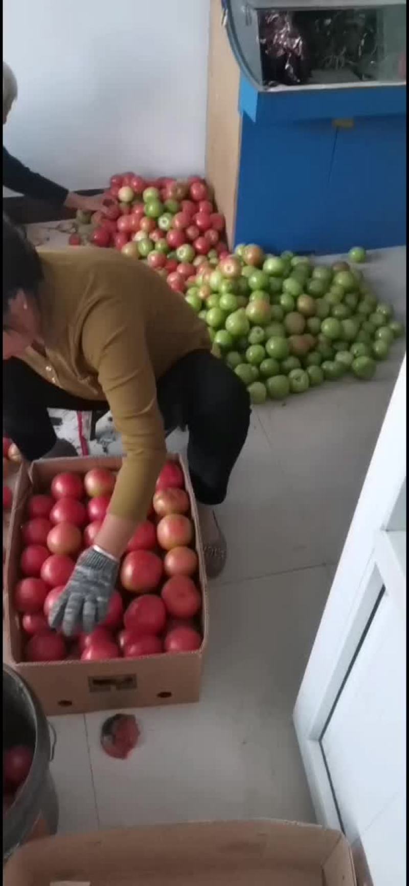313西红柿好货不贵，需要的老板联系，