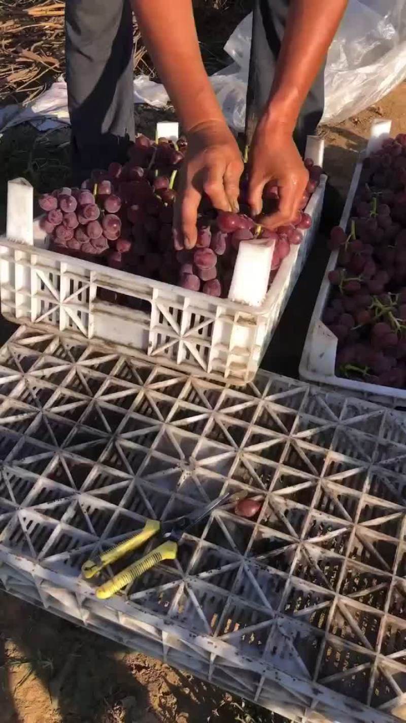 巨峰大量上市中，需要货的老板可以联系