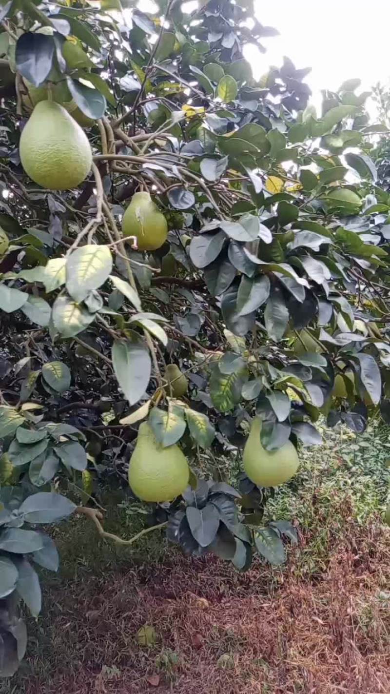 红心柚