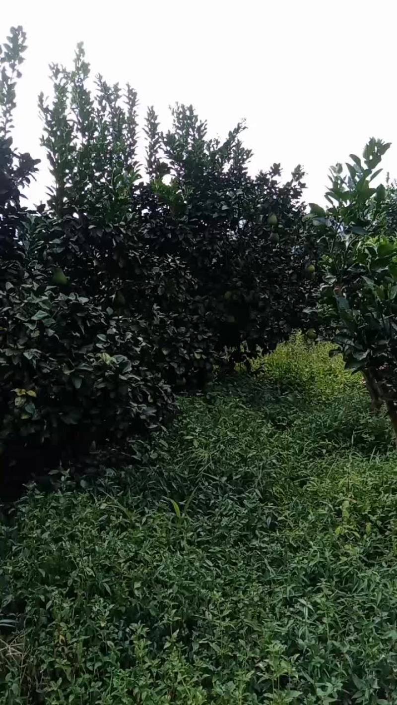 红心柚