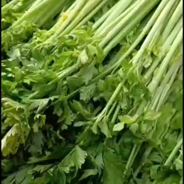 芹菜皇后芹菜