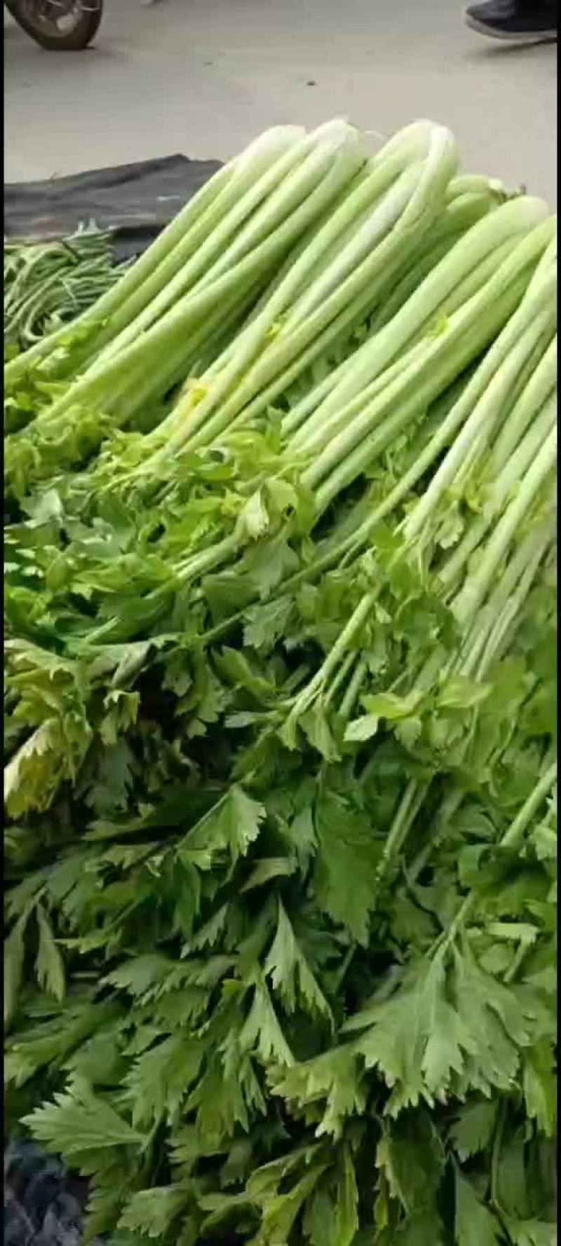 芹菜皇后芹菜