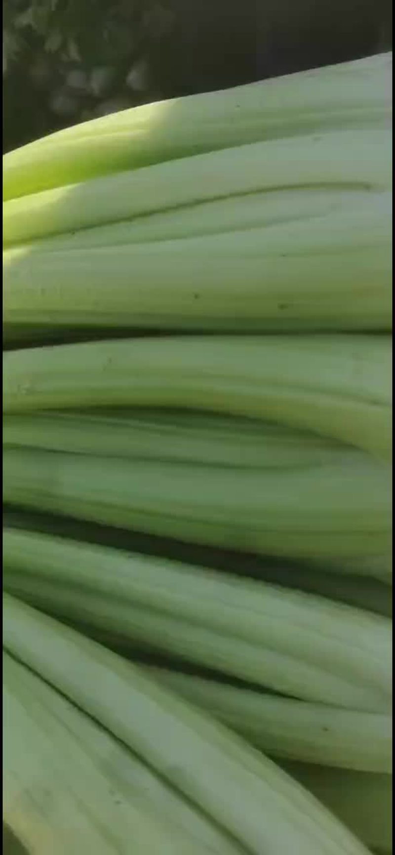 芹菜皇后芹菜