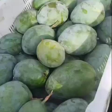 精品高次二级凯特