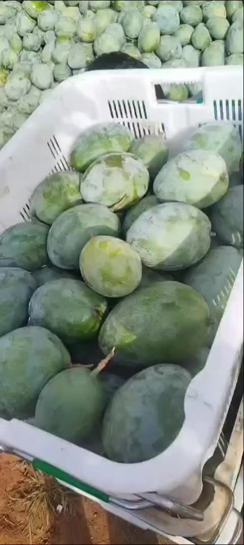 精品高次二级凯特