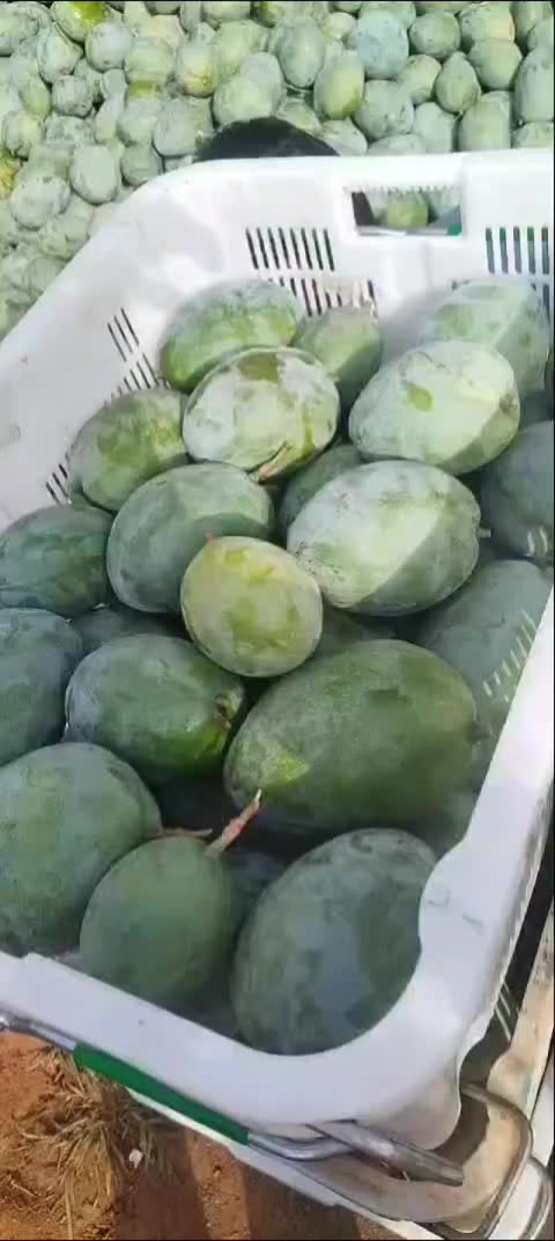 精品高次二级凯特