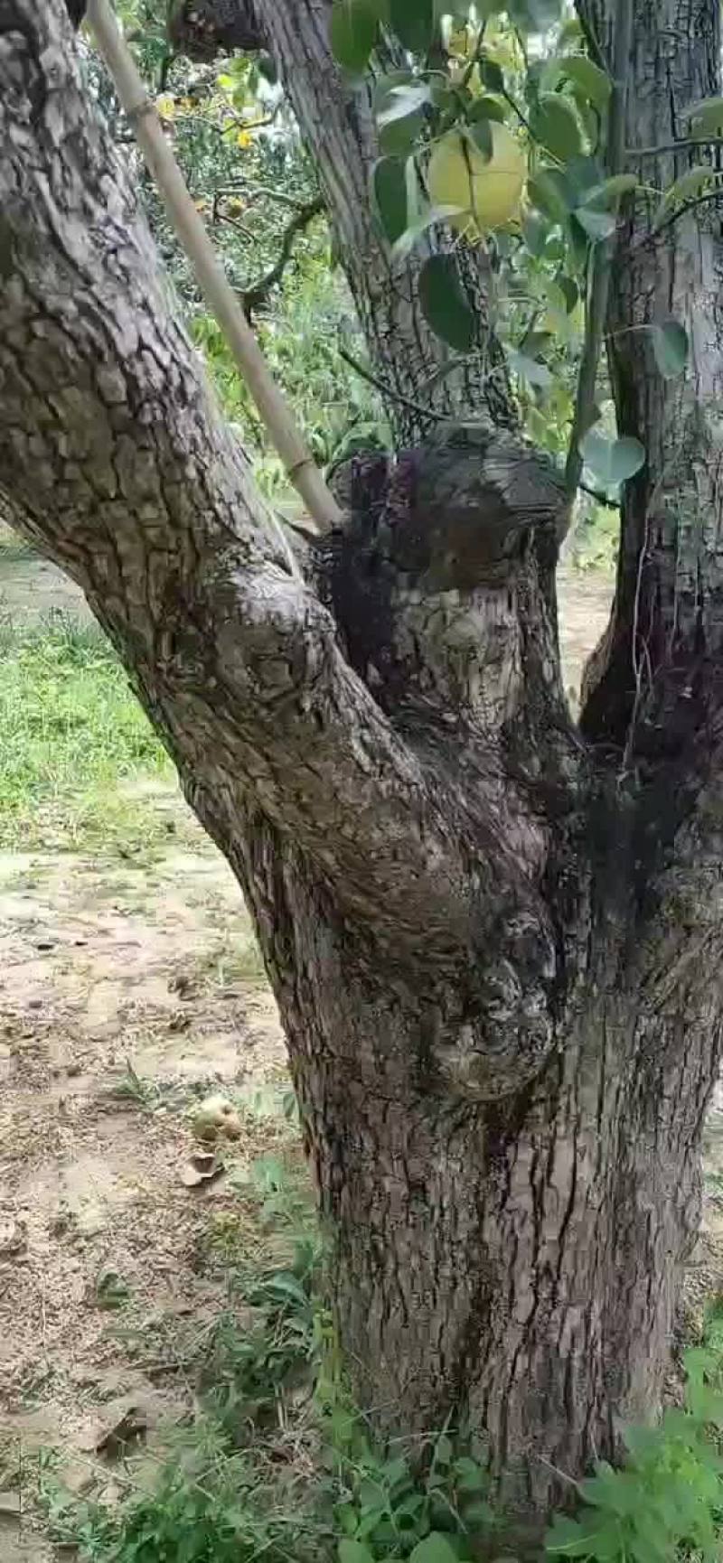 砀山酥梨百年梨树，不是百年不要钱