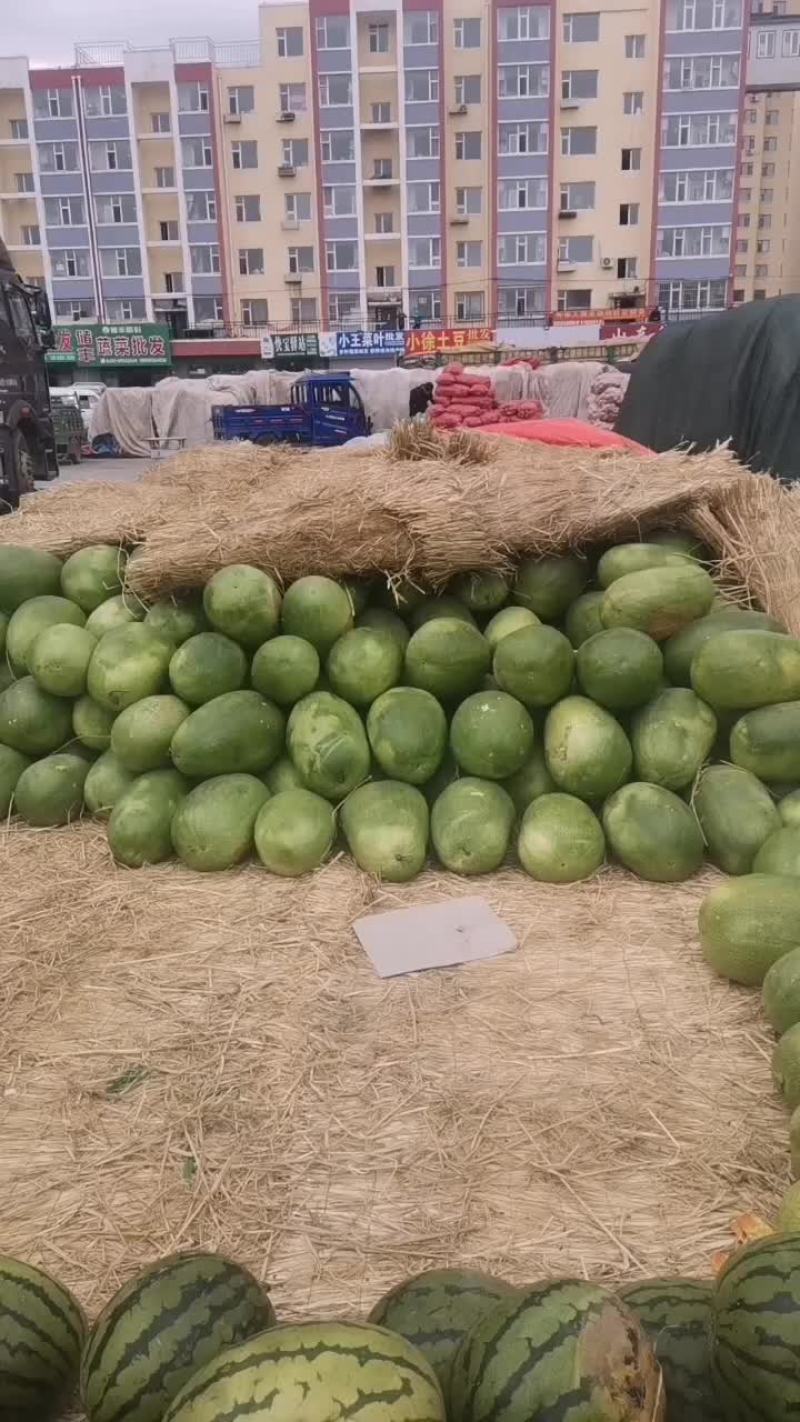 新红宝西瓜
