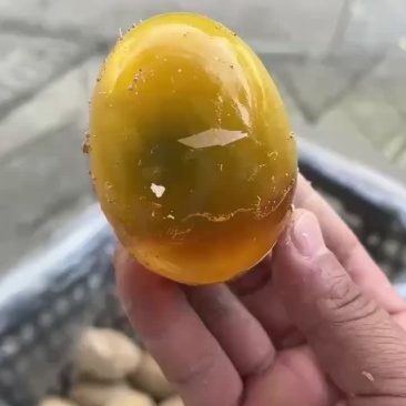 用鹅蛋做成的鹅变蛋