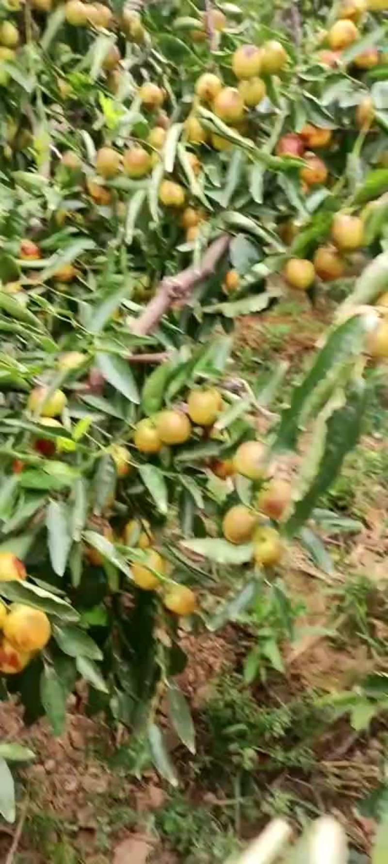 冬枣