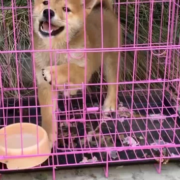 狗狗