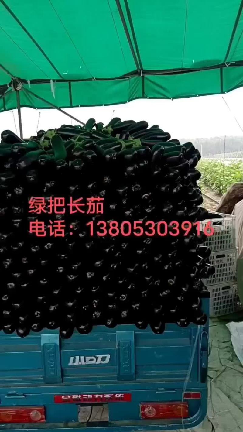 布莱迪绿把长茄