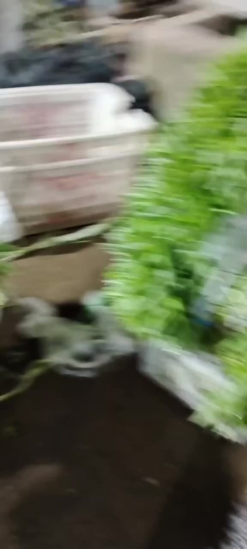 云梦力耗香