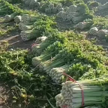 精品西芹