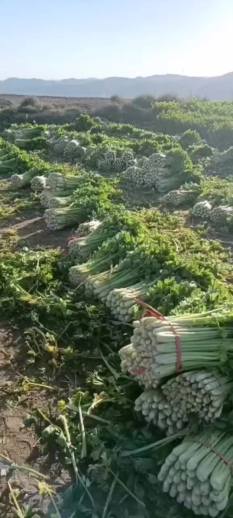 精品西芹