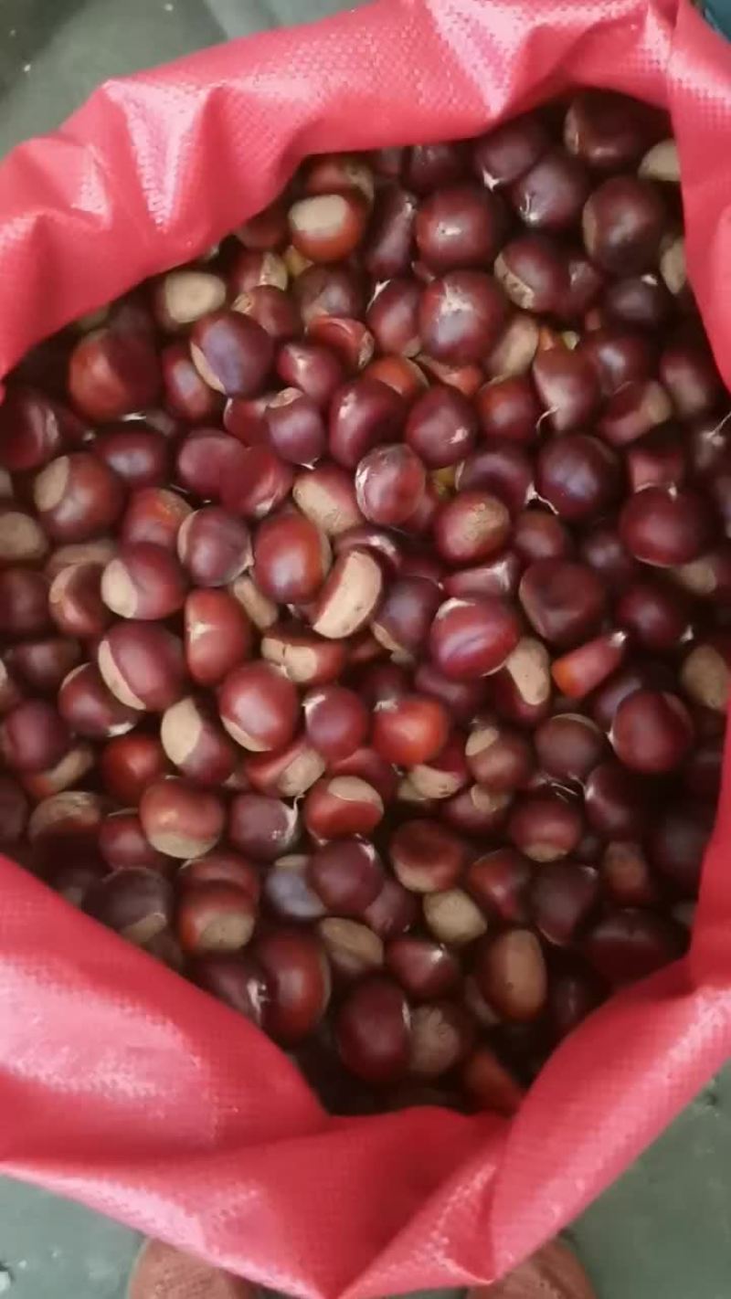 新鲜板栗口感软糯香甜可口