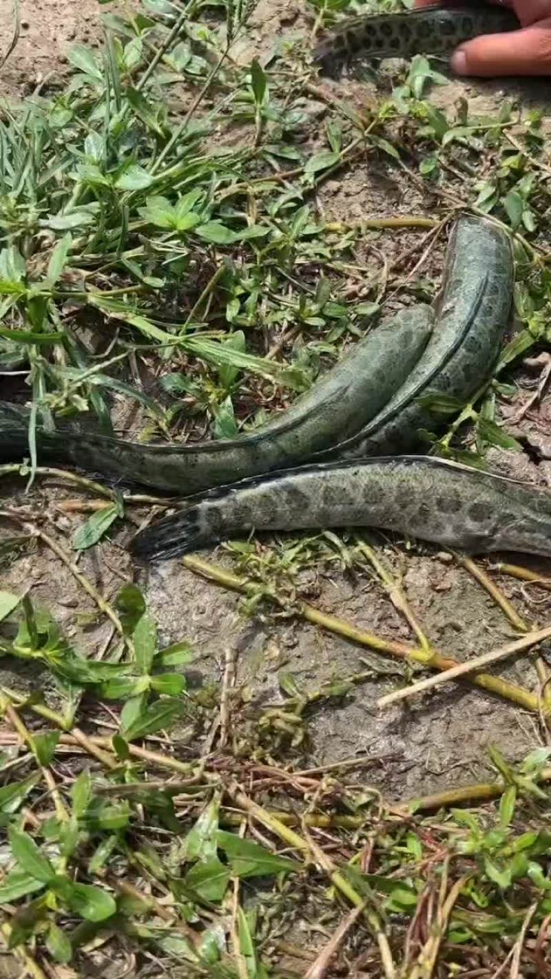黑鱼苗