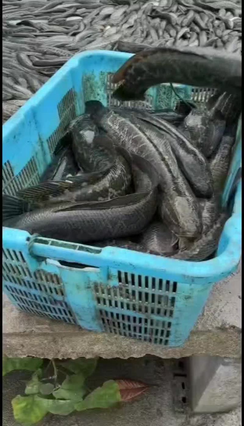 黑鱼苗