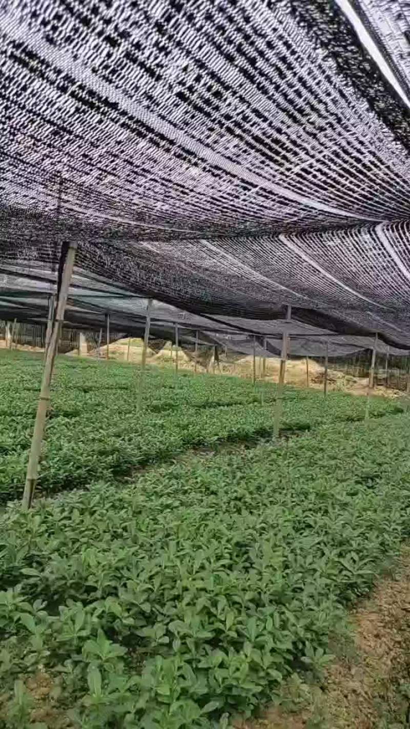 海桐