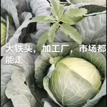 铁头大包菜大量上市了