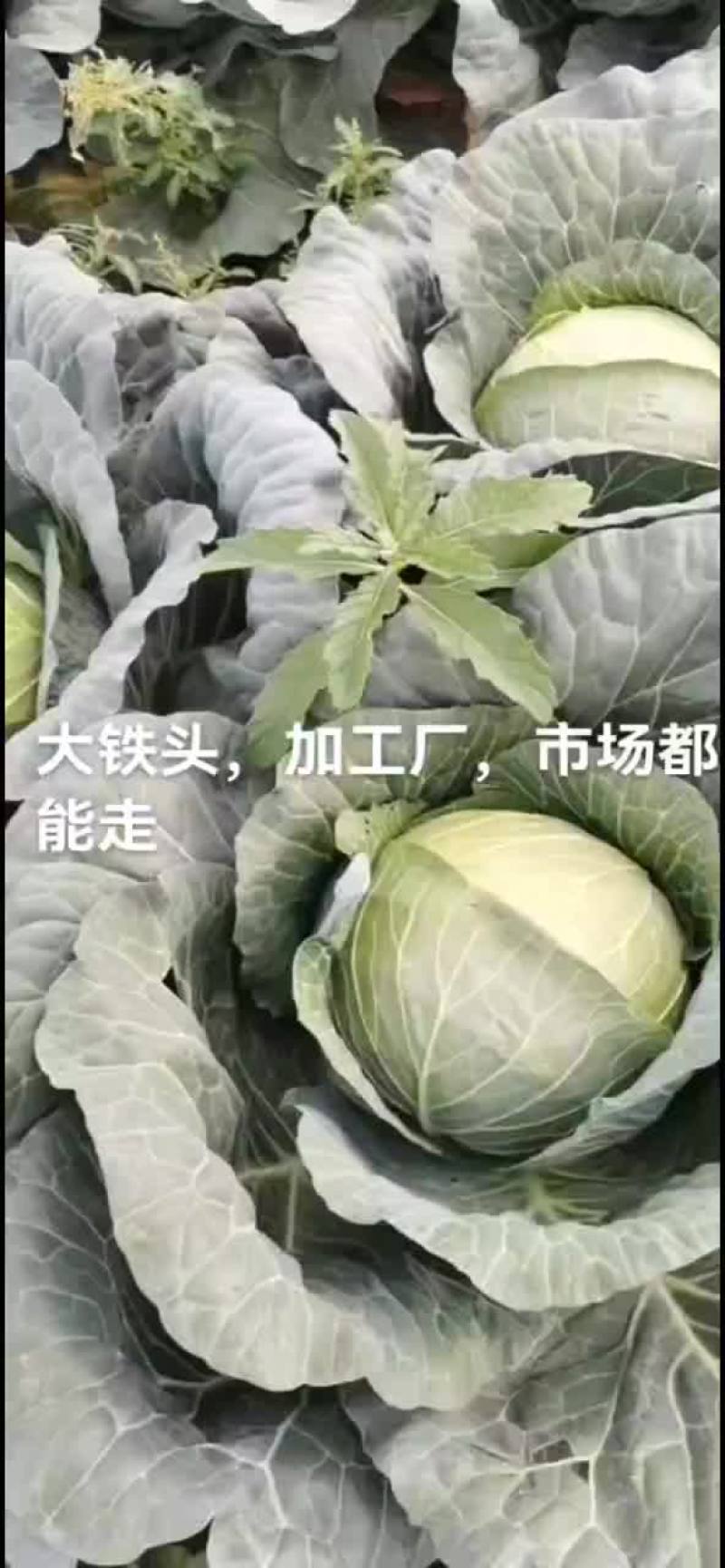 铁头大包菜大量上市了