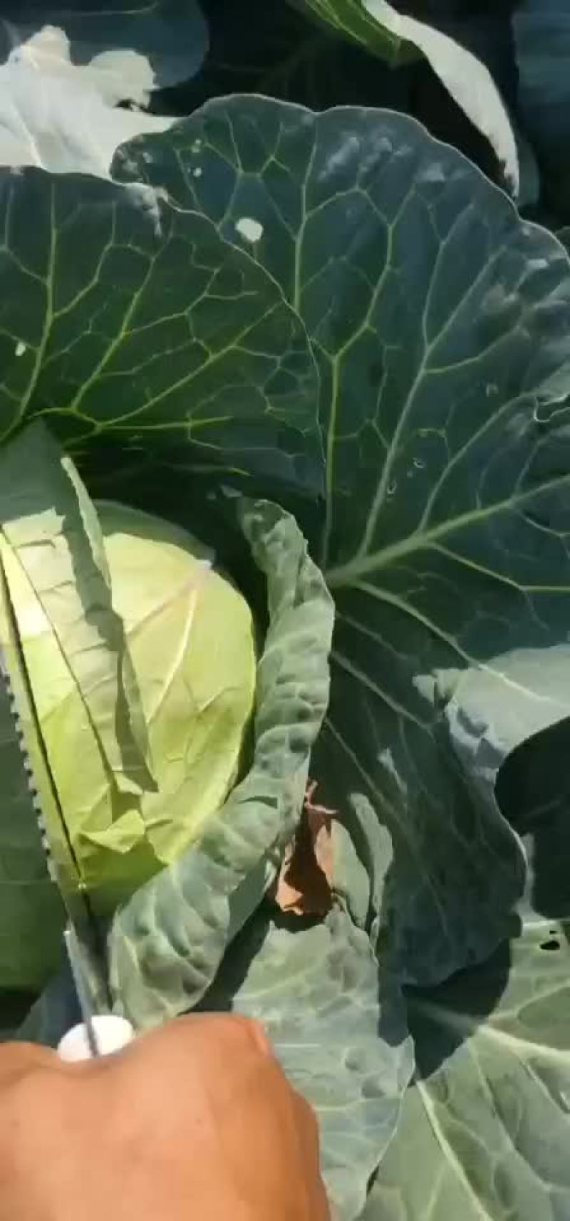铁头大包菜大量上市了