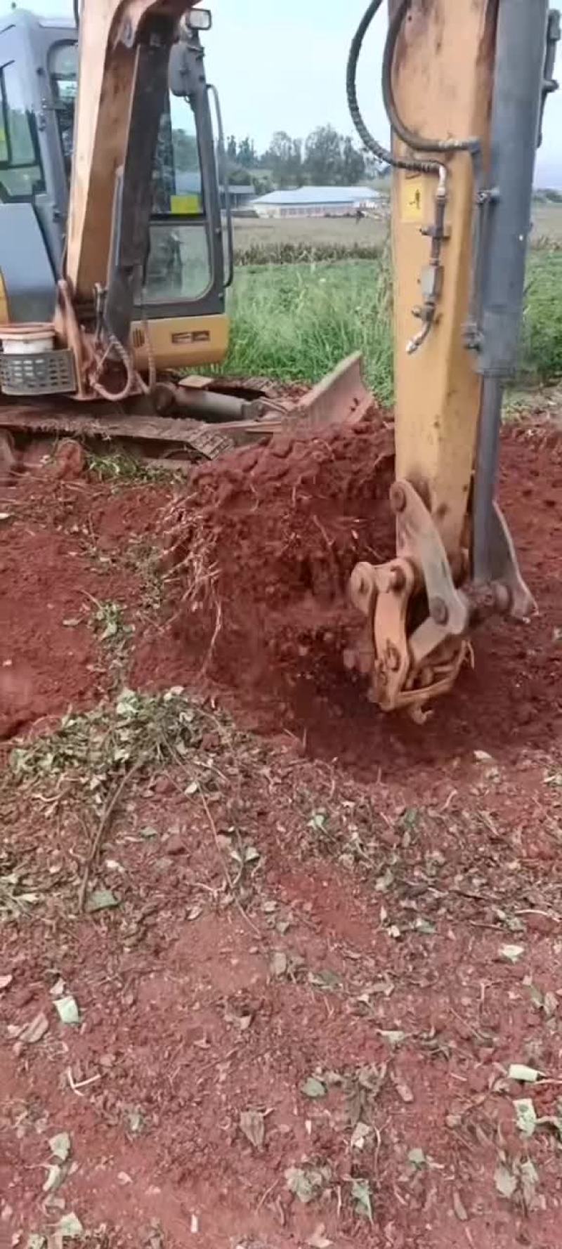 鱼腥草