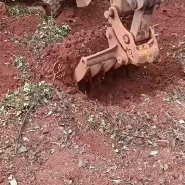 鱼腥草