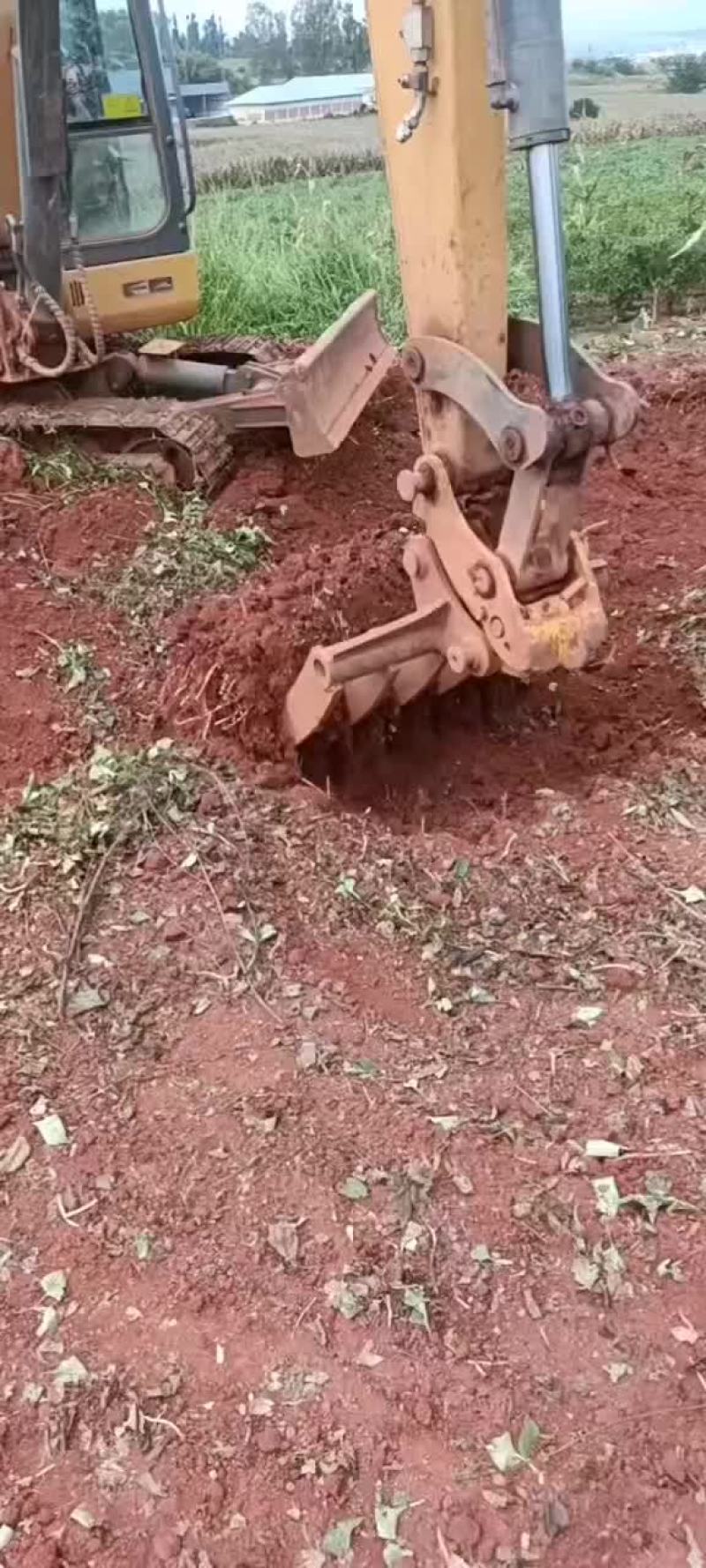 鱼腥草
