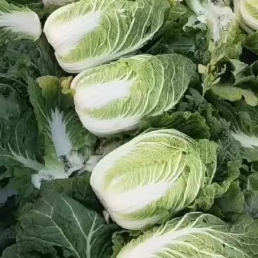 凌海市黄心菜，杭二菜大葱，辣椒，热卖中