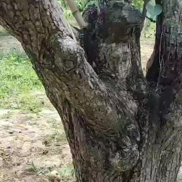 砀山酥梨