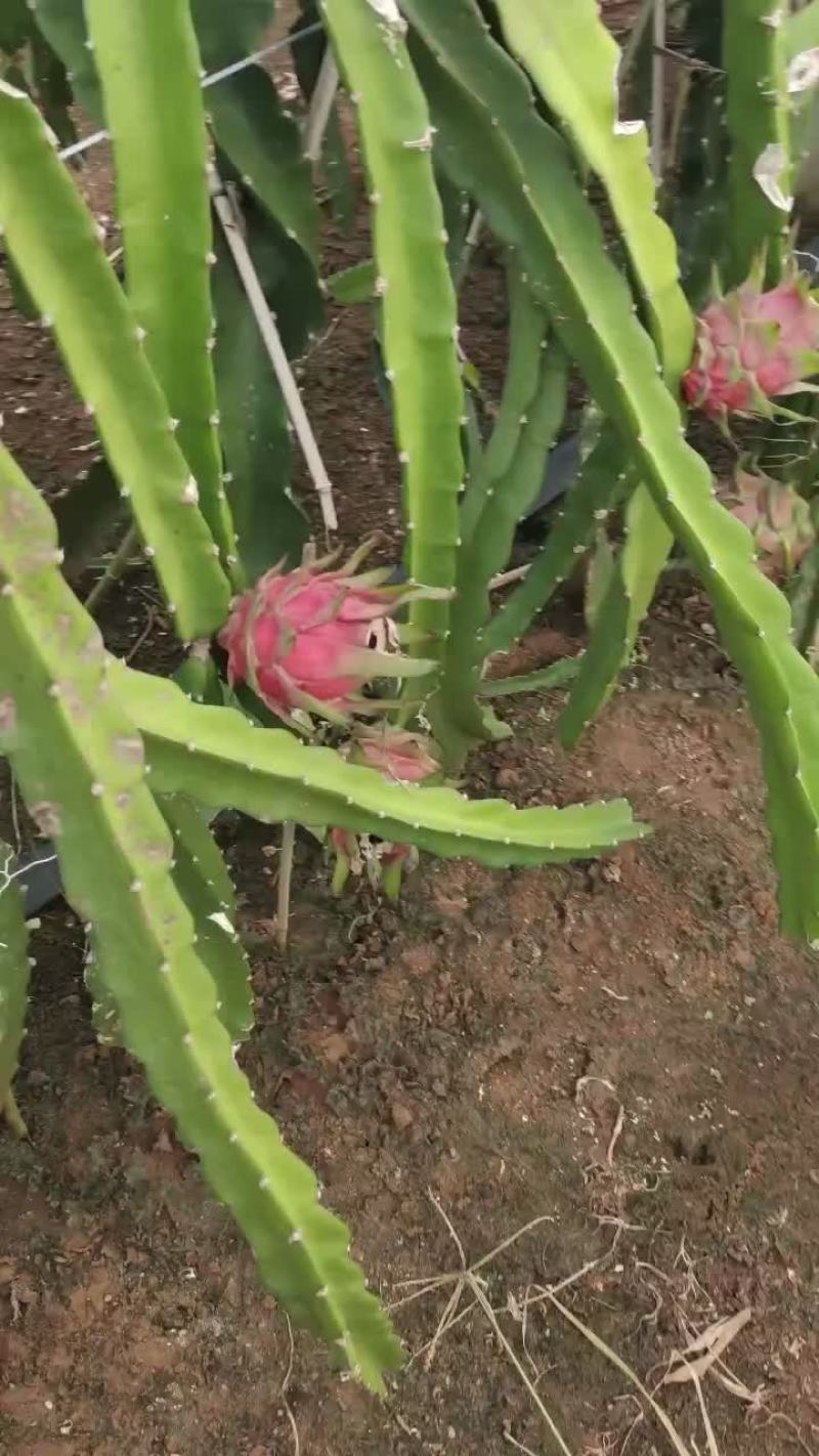 火龙果桂红龙