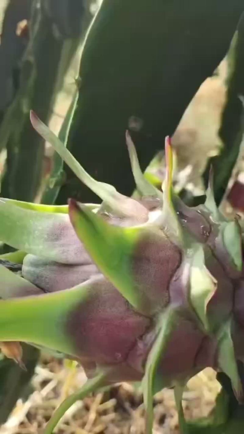 火龙果桂红龙