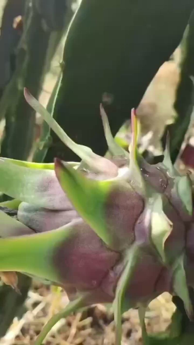 火龙果桂红龙