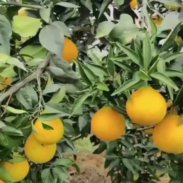 自家爱媛一万斤，要少量的老板联系。